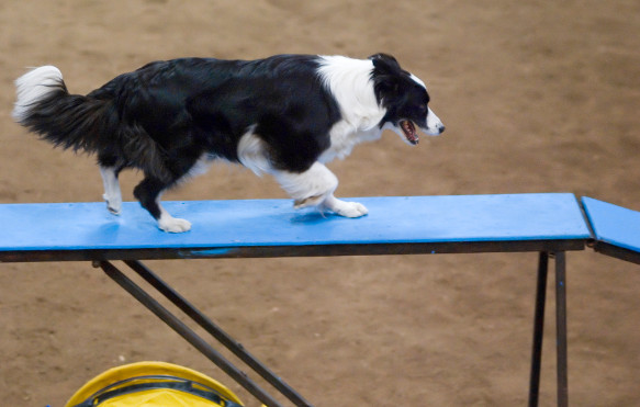 freilance dog sports