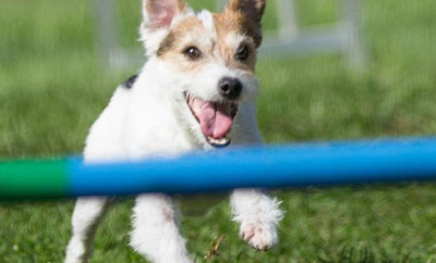 top dog sports for your dog