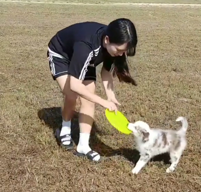 dog sports types